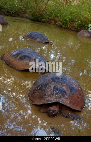 3 tortues géantes Galapagos, dans l'eau, reptiles, animaux, faune, Chelonoidis nigra, Amérique du Sud, îles Galapagos, Isla Santa Cruz, Banque D'Images