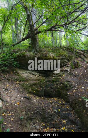 Bois vert sur des collines en pente. Gros plan. La saison estivale de verdure. Banque D'Images