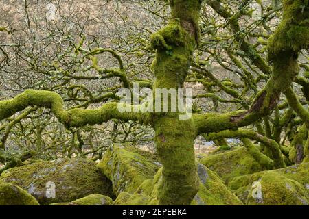 Un arbre ronflé qui pousse en forme de croix dans le bois de Wistman's, Dartmoor. Banque D'Images