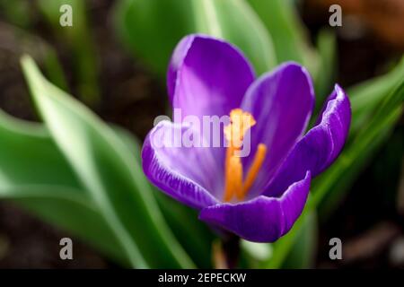 Gros plan de la fleur de crocus. Macro prise de vue d'un crocus à fleurs violettes sur fond vert. Mise au point sélective. Banque D'Images