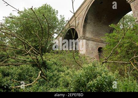 Arbres surcultivés sous le viaduc de Chappel. Arbres et plantes à la base du viaduc de Chappel à Chappel, près de Colchester Essex. Banque D'Images