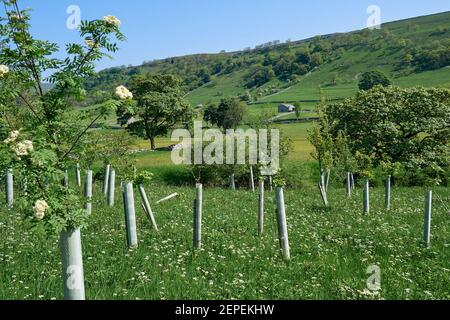 En regardant à travers de jeunes arbres dans une vallée du Yorkshire au bord d'un champ.Une grange traditionnelle en pierre peut être vue de l'autre côté. Banque D'Images