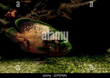 Oscar - poissons Astronotus ocellatus. Gros poissons près d'une énorme branche. Animaux exotiques d'eau douce d'Amérique du Sud Banque D'Images