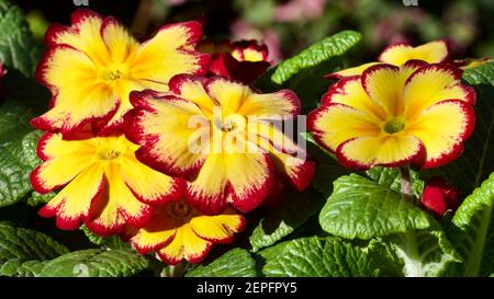 Primrose 'Tequila Sunrise' Banque D'Images