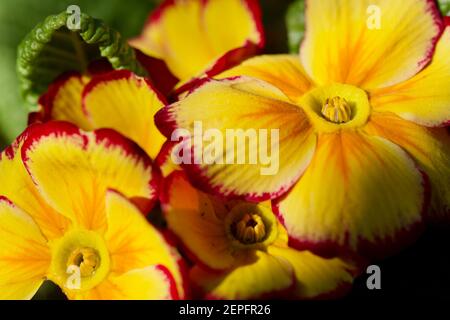 Primrose 'Tequila Sunrise' Banque D'Images