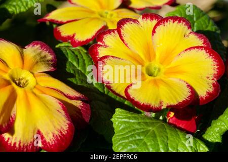 Primrose 'Tequila Sunrise' Banque D'Images