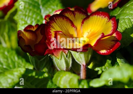 Primrose 'Tequila Sunrise' Banque D'Images