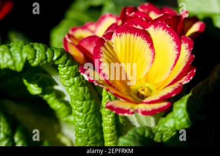 Primrose 'Tequila Sunrise' Banque D'Images