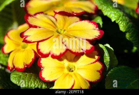 Primrose 'Tequila Sunrise' Banque D'Images