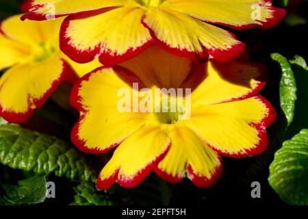 Primrose 'Tequila Sunrise' Banque D'Images