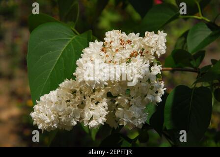 Lilas blanc, syringa vulgaris, lilas blanc de brousse Banque D'Images