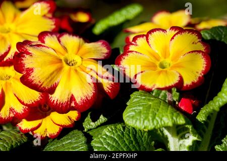 Primrose 'Tequila Sunrise' Banque D'Images