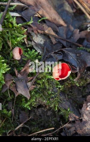 Coupe Elf écarlate (Sarcoscypha austriaca) - Czarka szkarłatna Banque D'Images