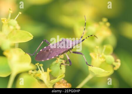 Ditranocephalus agilis se nourrit de uphorbia palustris Banque D'Images