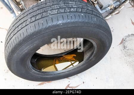 Vieux pneu abandonné avec de l'eau encore de la pluie lieu de conduite pour aedes élevage de moustiques. Accent sélectif sur l'eau. Banque D'Images