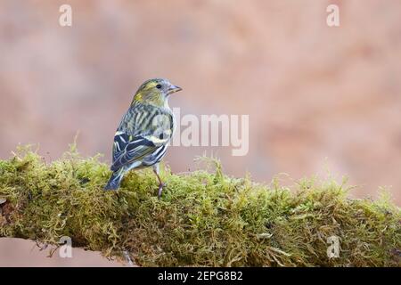 Siskin femelle (Carduelis spinus) perchée sur une branche de mousse dans un jardin Banque D'Images