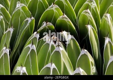 Vue sur l'agave victoria-reginae Banque D'Images