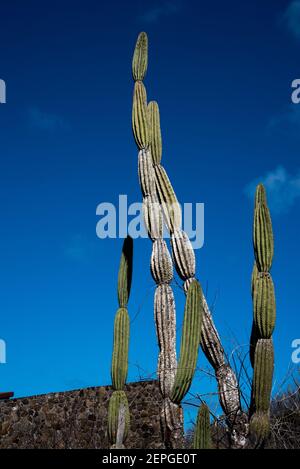 Candelabre pousse de la poire piqueuse à Puerto Baquerizo Moreno sur l'île de Galapagos San Cristobal. Banque D'Images