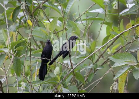 Ani à bec lisse (Crotophaga ani) à Equador, en Amérique du Sud Banque D'Images