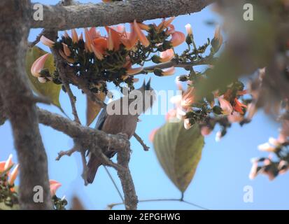 (210227) -- AGARTALA, 27 février 2021 (Xinhua) -- UN oiseau mange des fleurs dans la banlieue d'Agartala, la capitale de l'État indien de Tripura, au nord-est de l'Inde, 27 février 2021. (STR/Xinhua) Banque D'Images