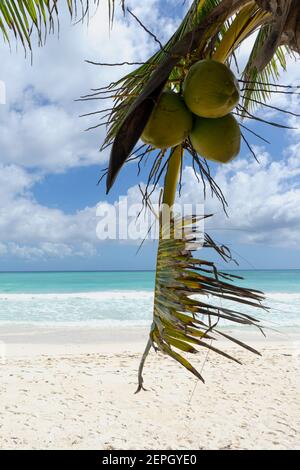 Gros plan d'une noix de coco en palmiers détail symbole tropical sur la plage tropicale, Mexique Banque D'Images