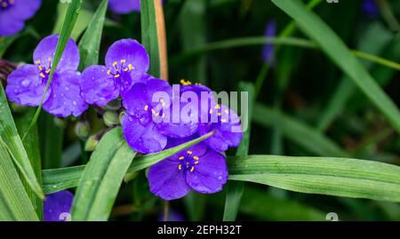 Belles fleurs de couleur outremer, macro. Brousse de Virginie (Tradescantia virginiana). Tradescantia ohiensis, communément appelé Th Banque D'Images