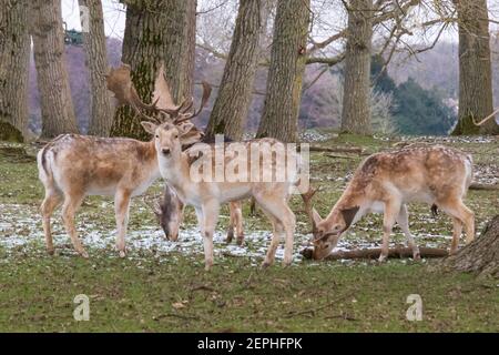 Falow Deer Stags: Être regardé! Alerte cerf-jachère en gardant un œil dehors tout en se nourrissant de neige froide, la journée anglaise de l'hiver. Woburn, Angleterre. Banque D'Images