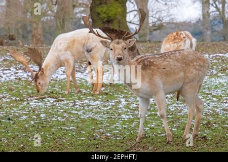 Falow Deer Stags: Être regardé! Alerte cerf-jachère en gardant un œil dehors tout en se nourrissant de neige froide, la journée anglaise de l'hiver. Woburn, Angleterre. Banque D'Images