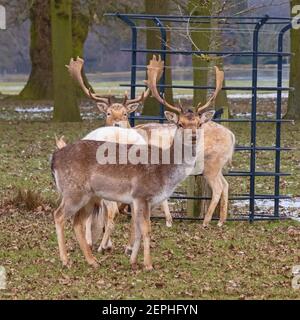 Falow Deer Stags: Être regardé! Alerte cerf-jachère en gardant un œil dehors tout en se nourrissant de neige froide, la journée anglaise de l'hiver. Woburn, Angleterre. Banque D'Images