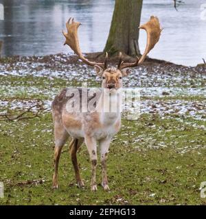 Fallow Deer Stag: Être regardé! Les cerfs en jachère sont à l'affût lors d'un hiver froid, enneigé et anglais. Woburn, Angleterre. Banque D'Images