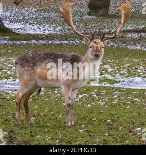 Fallow Deer Stag: Être regardé! Les cerfs en jachère sont à l'affût lors d'un hiver froid, enneigé et anglais. Woburn, Angleterre. Banque D'Images