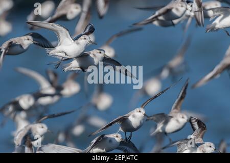 Groupe de Sanderlings (Calidris alba) en vol. Ils se reposaient sur le quai sud d'ijmuiden aan zee (pays-Bas) Banque D'Images