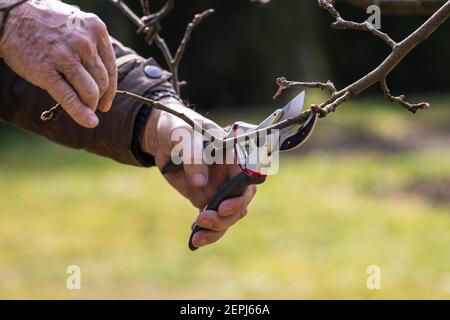 Vieux fermier coupant la branche par l'élagage des cisailles, jardinage au printemps. Gros plan des mains travaillant avec le sécateur Banque D'Images