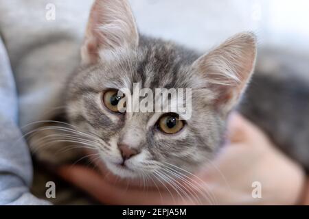 Chaton endormi dans un filles genoux. accueil chaton avec un mignon visage attrayant sans souci de la vie des animaux. Banque D'Images