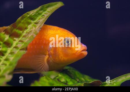 Cichlide Maylandia lombardoi Kenyi poissons aquarium Banque D'Images