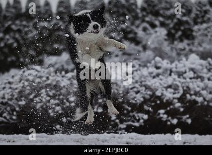 Funny Border Collie saute dans le jardin d'hiver. Chien noir et blanc en plein air. Banque D'Images