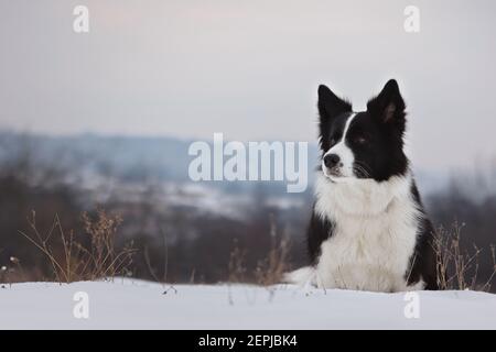 L'attentionnée Border Collie est assise dans la neige pendant la tempête d'hiver. Joli chien noir et blanc en plein air. Banque D'Images