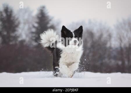 Collie de course à pied dans la neige froide en hiver. Adorable chien noir et blanc en hiver. Banque D'Images