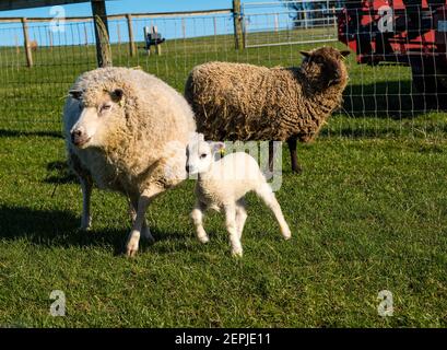 East Lothian, Écosse, Royaume-Uni, 27 février 2021. Les agneaux Shetland pour la première fois dans le champ,: L'agriculteur Richard Briggs de Briggs Shetland Lamb laisse les agneaux singleton et leurs mères dans le champ pour la première fois. Les agneaux sont nés il y a 7 à 10 jours dans la grange et c'est leur première expérience d'être à l'extérieur dans le soleil de printemps. Les agneaux s'habituent à l'espace ouvert d'un petit boîtier avant d'être sortis dans un champ plus grand Banque D'Images