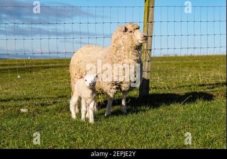 East Lothian, Écosse, Royaume-Uni, 27 février 2021. Les agneaux Shetland pour la première fois dans le champ,: L'agriculteur Richard Briggs de Briggs Shetland Lamb laisse les agneaux singleton et leurs mères dans le champ pour la première fois. Les agneaux sont nés il y a 7 à 10 jours dans la grange et c'est leur première expérience d'être à l'extérieur dans le soleil de printemps. Un agneau avec sa mère s'habitue à l'espace ouvert d'une petite enceinte avant d'être laissé dans un champ plus grand Banque D'Images