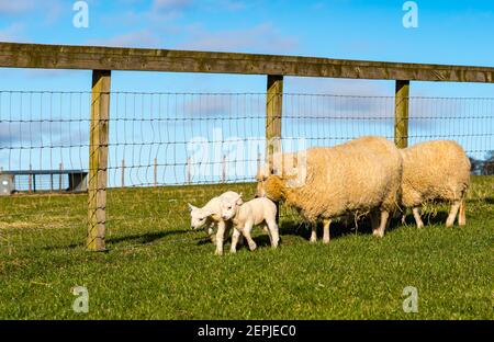 East Lothian, Écosse, Royaume-Uni, 27 février 2021. Les agneaux Shetland pour la première fois dans le champ,: L'agriculteur Richard Briggs de Briggs Shetland Lamb laisse les agneaux singleton et leurs mères dans le champ pour la première fois. Les agneaux sont nés il y a 7 à 10 jours dans la grange et c'est leur première expérience d'être à l'extérieur dans le soleil de printemps. Les agneaux s'habituent à l'espace ouvert d'un petit boîtier avant d'être sortis dans un champ plus grand Banque D'Images