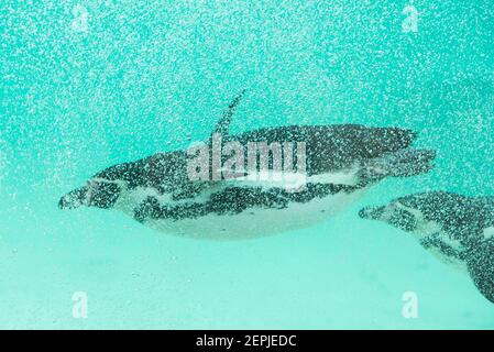 Un pingouin Humbolt nage dans sa piscine couverte lors de la visite annuelle du zoo de Londres ZSL, au zoo de Londres. Date de la photo: Mercredi 7 février 2018. Le crédit photo devrait se lire: David Jensen Banque D'Images