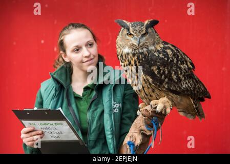 Le gardien de but Shannon avec Max the Eagle Owl lors de la sortie annuelle du zoo de Londres ZSL, au zoo de Londres. Date de la photo: Mercredi 7 février 2018. Le crédit photo devrait se lire: David Jensen Banque D'Images