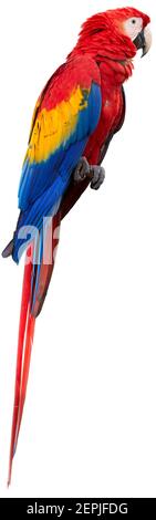 Isolé sur fond blanc, Ara perroquets, Scarlet Macaw et Great green Macaw. Couleurs vives des perroquets amazoniens. Banque D'Images