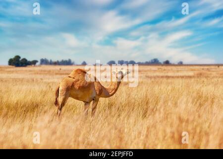 Chameau arabe à une bosse, Camelus dromedarius dans une savane africaine. Chameau arabe debout dans un champ couvert d'herbe jaune haute contre le ciel bleu. Banque D'Images