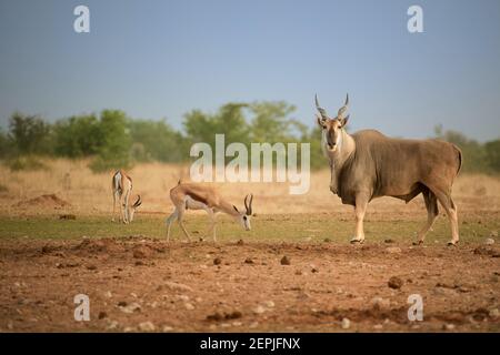 Grand antilope Eland, Taurotragus oryx, homme avec des cornes tordues regardant à la caméra dans un environnement aride typique du parc national d'Etosha. Photogr. De la faune Banque D'Images