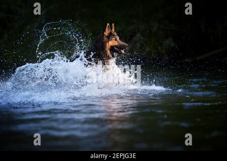 Chien poilu sautant dans les éclaboussures d'eau d'une rivière, tête éclairée par le soleil sur fond sombre. Actions, jeux d'entraînement avec chien dans l'eau. Bohémien Banque D'Images