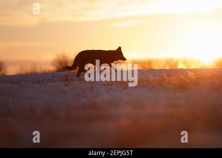 Berger bohémien, Canis lupus familiaris, silhouette de chien de sauvetage de race pure sur un terrain enneigé contre le coucher du soleil. Photo à angle bas. Chien actif sur neige Banque D'Images