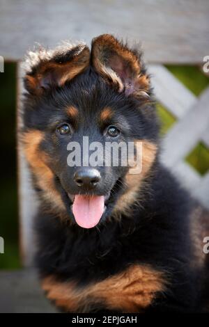 Portrait d'un chiot de berger de Bohème, âgé de 2 mois, de race pure, avec des marques typiques. Chiot jeune, noir et brun, poilu. Chien de race ancienne originaire de la République tchèque Banque D'Images