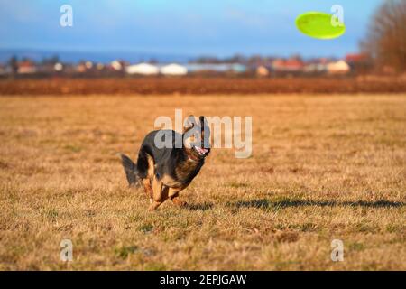 Berger bohémien, chien de race. Chien noir et marron, berger poilu en action, sautant pour attraper un disque actif vert. Chien de famille actif en entraînement ga Banque D'Images